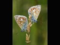 42 - Common blue butterflies - HEATON SUE - england